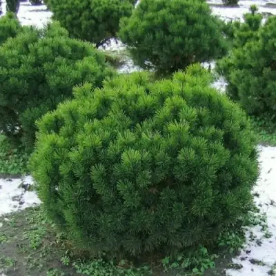 Сосна горная МУГУС в Гродно