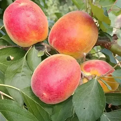 Абрикос ОСОБЕННЫЙ ДЕНИСЮКА в Гродно