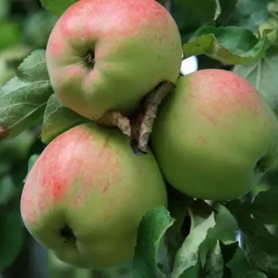 Яблоня УТРО в Гродно