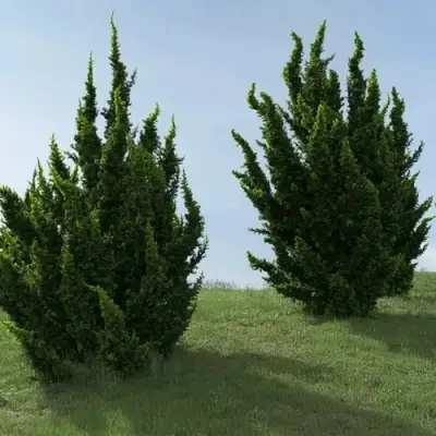 Можжевельник КАЙЗУКА китайский в Гродно