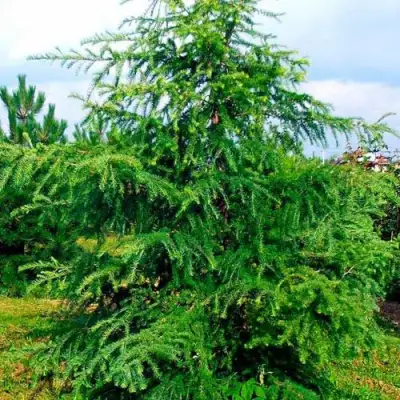 Лиственница европейская в Гродно