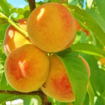 Персик ВЕТЕРАН в Гродно