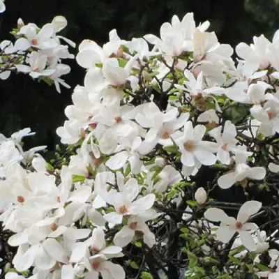 Магнолия КОБУС в Гродно