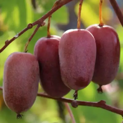 Актинидия ПУРПУРНО САДОВАЯ  аргута в Гродно