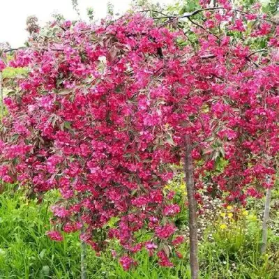 Яблоня КИНГ БЬЮТИ декоративная в Гродно