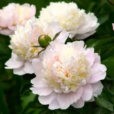 Пион ШИРЛИ ТЕМПЛ травянистый в Гродно