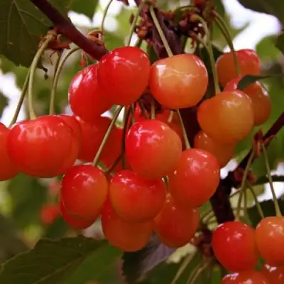 Черешня ФАТЕЖ в Гродно