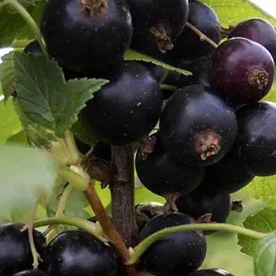 Смородина чёрная НЕСТЕР КОЗИН в Гродно