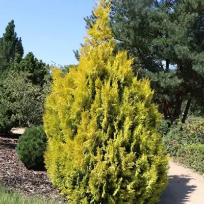 Туя СТОУНХАМ ГОЛД складчатая в Гродно