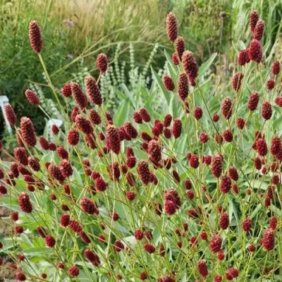 Кровохлебка БИТЛВИНГЗ в Гродно