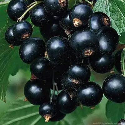 Смородина черная БЕН КОНАН в Гродно