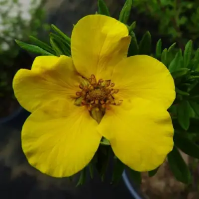 Лапчатка ГОЛДФИНГЕР кустарниковая в Гродно