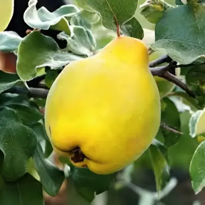 Айва МИР в Гродно