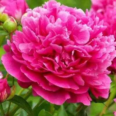 Пион НОЧНЫЕ ГРЕЗЫ древовидный в Гродно