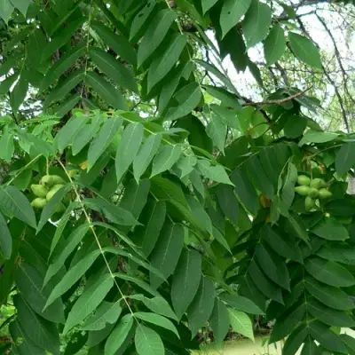 Орех МАНЬЧЖУРСКИЙ в Гродно