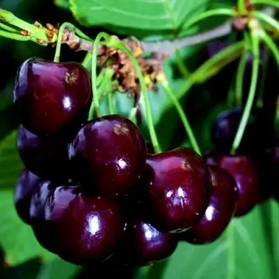 Дюк НОЧКА в Гродно