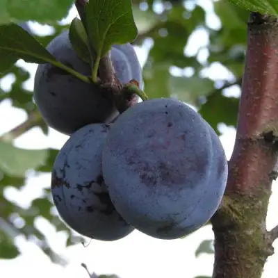 Слива ВЕНГЕРКА БЕЛОРУССКАЯ в Гродно