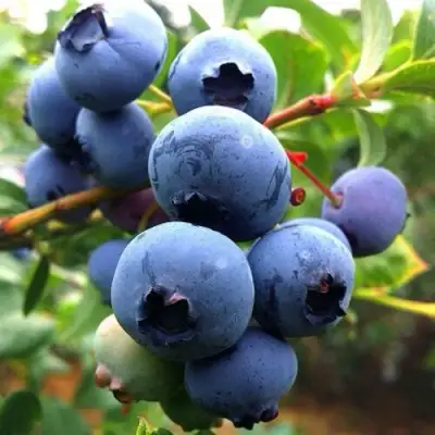 Голубика ДЮК в Гродно