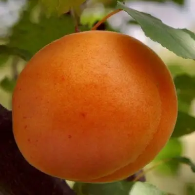 Абрикос ОЛИМП в Гродно