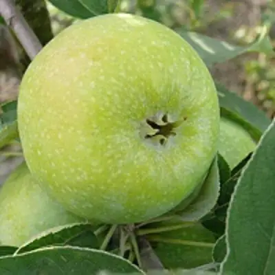 Яблоня РЕНЕТ СИМИРЕНКО в Гродно