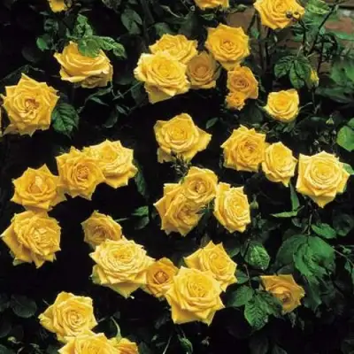 Роза ЛАНДОРА чайно-гибридная в Гродно