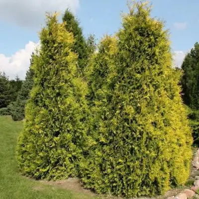 Туя АУРЕОСПИКАТА западная в Гродно