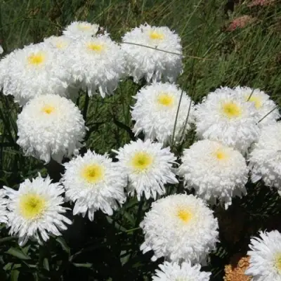 Нивяник ФИОНА ГОГХИЛЛ великолепный в Гродно