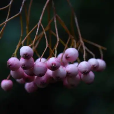 Рябина ПЕКИНСКАЯ сладкоплодная в Гродно