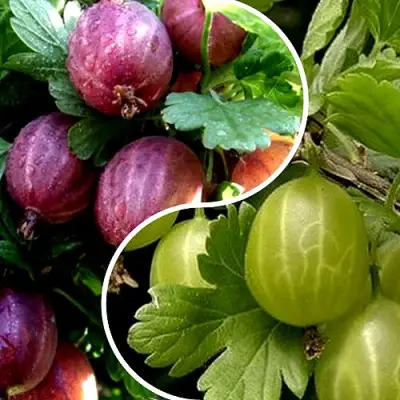 Комплект РЕДКИЙ СЧАСТЛИВЧИК в Гродно