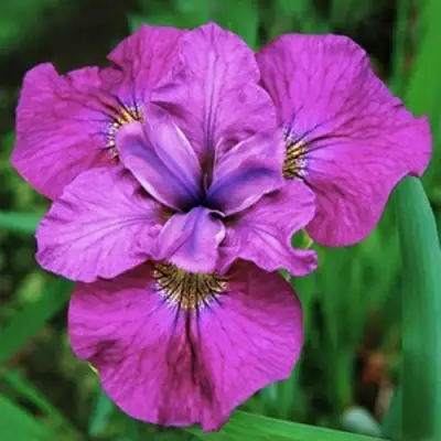 Ирис СИ Я ЛЕЙТЕР сибирский в Гродно