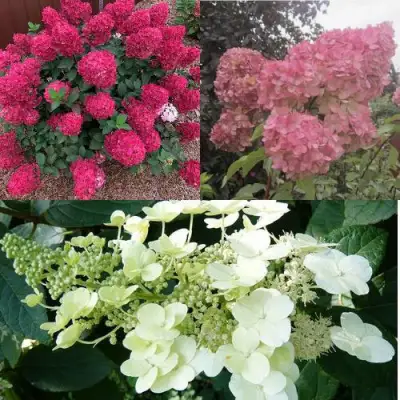 Комплект САД ЭМОЦИЙ в Гродно