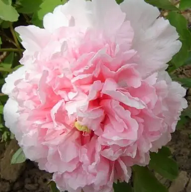 Пион БУКЕТ РОЗОВЫХ ГВОЗДИК древовидный в Гродно