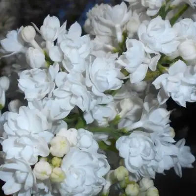 Сирень МИСС ЭЛЕН ВИЛМОТТ в Гродно