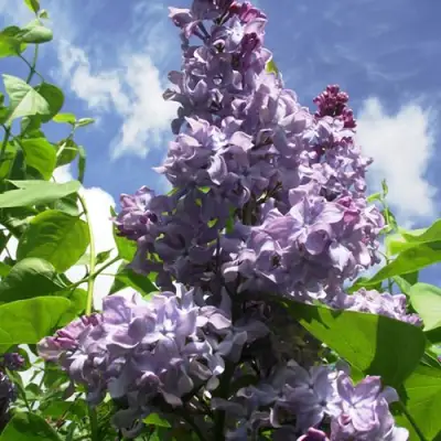 Сирень КРЫЛЬЯ НАДЕЖДЫ в Гродно