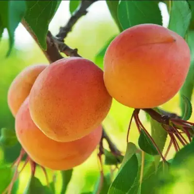 Абрикос ДЕБЮТ в Гродно