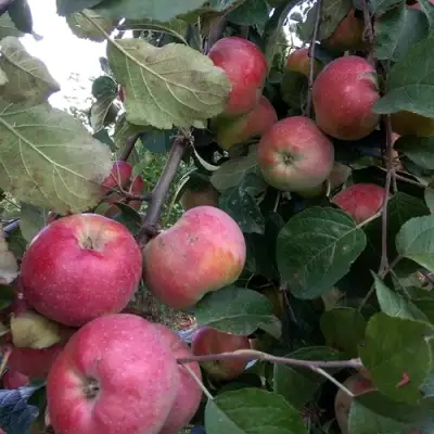 Яблоня АЛЬВА в Гродно