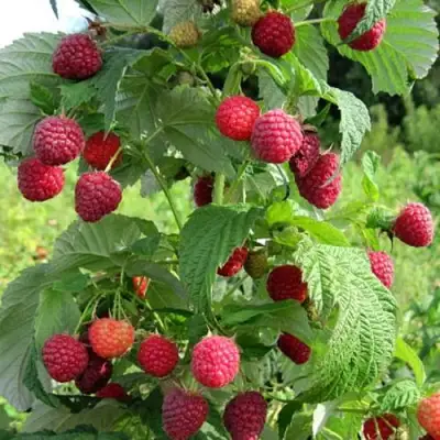 Малина БРУСИЛОВСКАЯ в Гродно