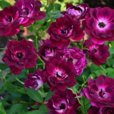 Роза БУРГУНДИ АЙС флорибунда в Гродно