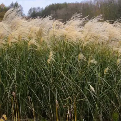 Мискантус ВАНИЛЛА СКАЙ китайский в Гродно