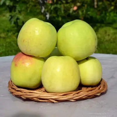 Яблоня БИРСКОЕ ГРУШЕВОЕ (БИЧИК) в Гродно