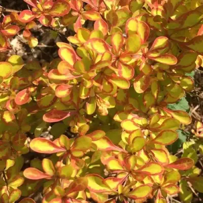 Барбарис САММЕР САНСЕТ тунберга в Гродно