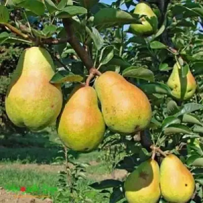 Груша ДОБРЯНКА в Гродно