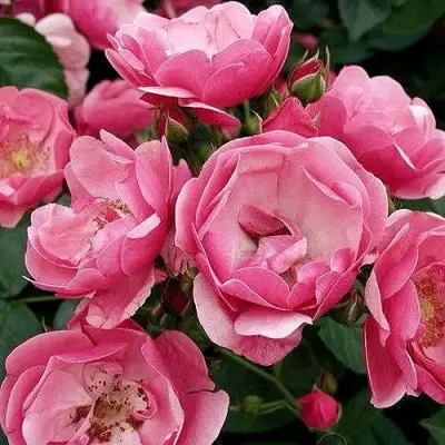 Роза АНГЕЛА флорибунда в Гродно