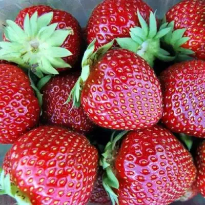 Клубника МАЛЬВИНА в Гродно