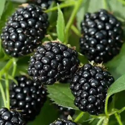 Ежевика ТРИПЛ КРАУН бесшипная  в Гродно