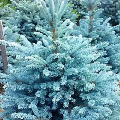 Ель МАДЖЕСТИК БЛЮ колючая в Гродно