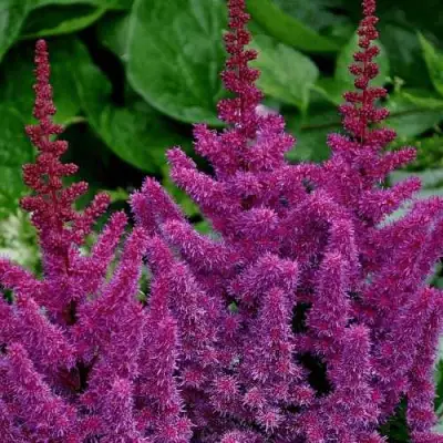 Астильба БЛЭК ЭНД БЛУ китайская в Гродно