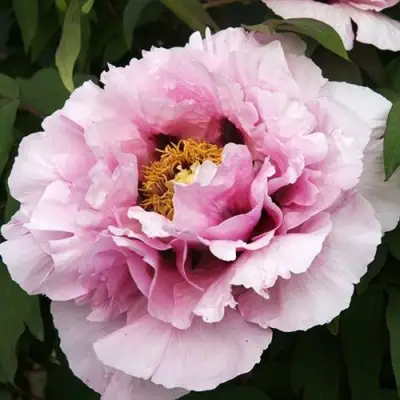 Пион РОЗОВАЯ РЕКА древовидный в Гродно