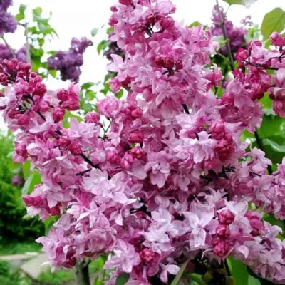 Сирень ОЛИМПИАДА КОЛЕСНИКОВА в Гродно