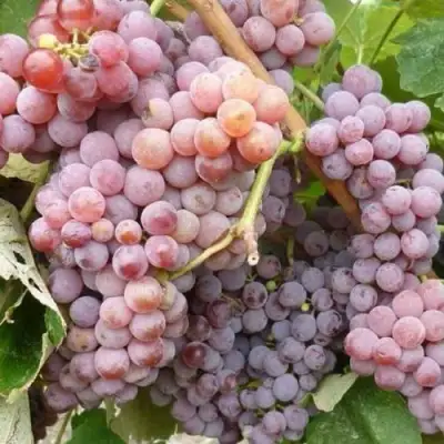 Виноград РИЛАЙНС ПИНК СИДЛИС в Гродно
